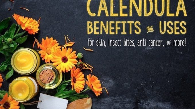 Health Benefits Of Calendula